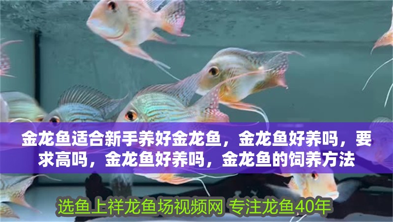 金龍魚適合新手養好金龍魚，金龍魚好養嗎，要求高嗎，金龍魚好養嗎，金龍魚的飼養方法