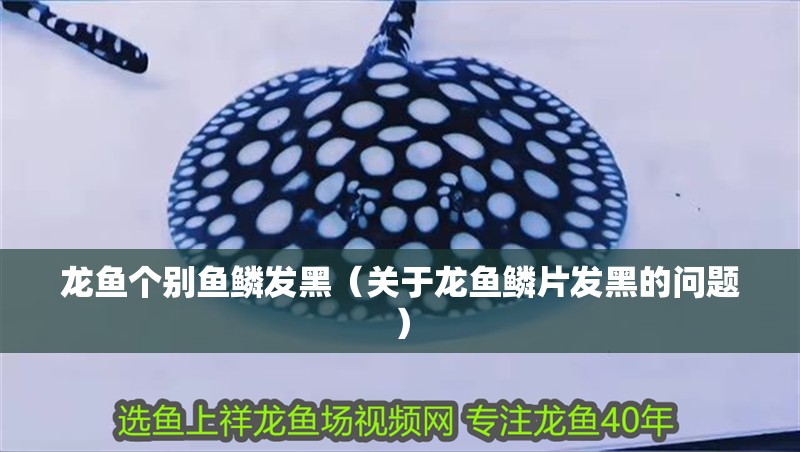 龍魚個別魚鱗發(fā)黑（關于龍魚鱗片發(fā)黑的問題）