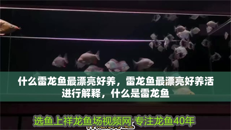 什么雷龍魚最漂亮好養，雷龍魚最漂亮好養活進行解釋，什么是雷龍魚