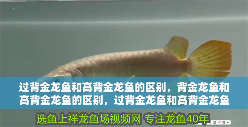 過背金龍魚和高背金龍魚的區別，背金龍魚和高背金龍魚的區別，過背金龍魚和高背金龍魚的區別
