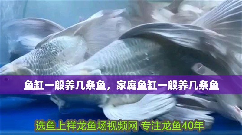魚缸一般養(yǎng)幾條魚，家庭魚缸一般養(yǎng)幾條魚