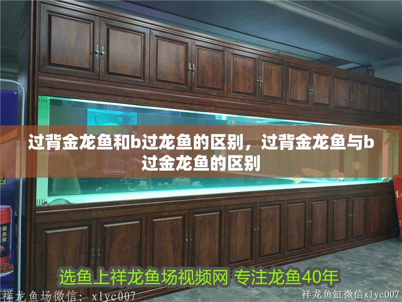 過背金龍魚和b過龍魚的區別，過背金龍魚與b過金龍魚的區別