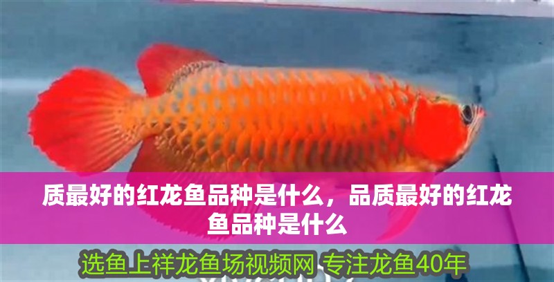 質最好的紅龍魚品種是什么，品質最好的紅龍魚品種是什么