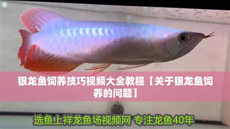 銀龍魚(yú)飼養(yǎng)技巧視頻大全教程【關(guān)于銀龍魚(yú)飼養(yǎng)的問(wèn)題】