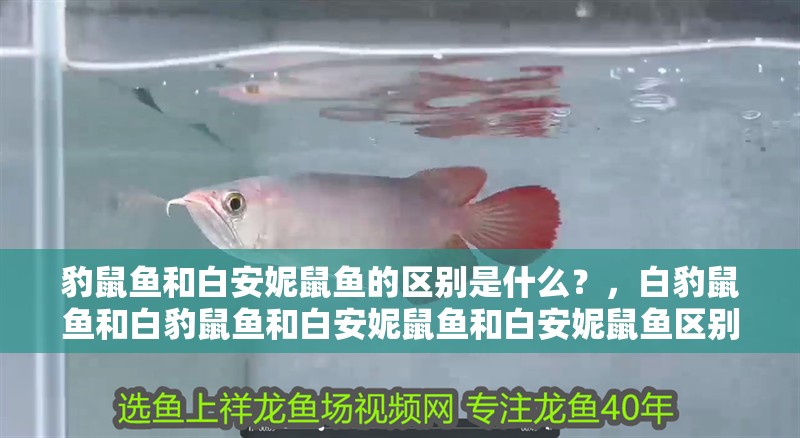 豹鼠魚和白安妮鼠魚的區別是什么？，白豹鼠魚和白豹鼠魚和白安妮鼠魚和白安妮鼠魚區別