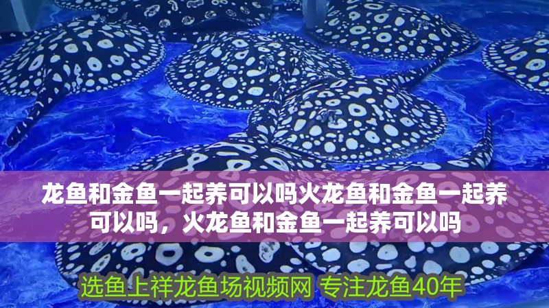 龍魚和金魚一起養(yǎng)可以嗎火龍魚和金魚一起養(yǎng)可以嗎，火龍魚和金魚一起養(yǎng)可以嗎