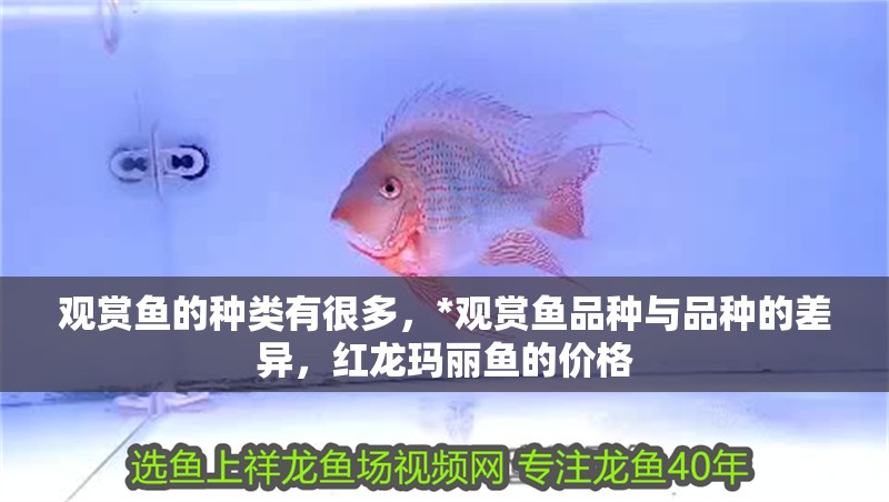 觀賞魚的種類有很多，*觀賞魚品種與品種的差異，紅龍瑪麗魚的價格