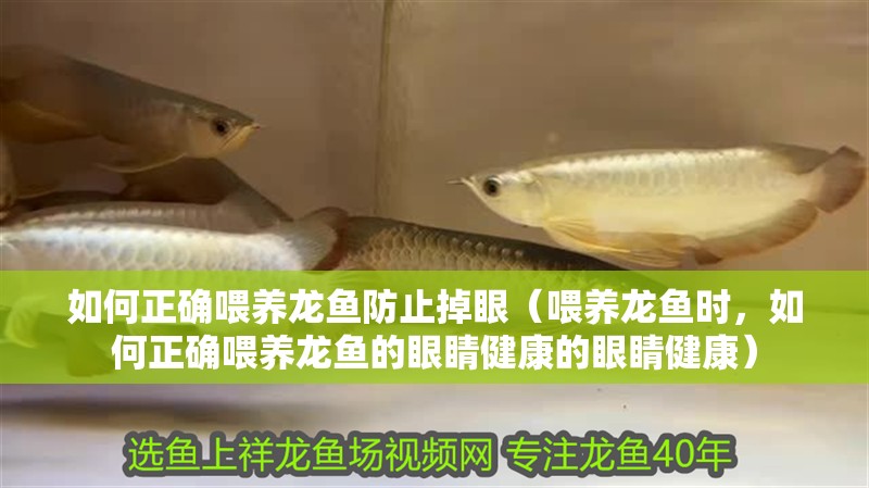 如何正確喂養(yǎng)龍魚防止掉眼（喂養(yǎng)龍魚時，如何正確喂養(yǎng)龍魚的眼睛健康的眼睛健康）