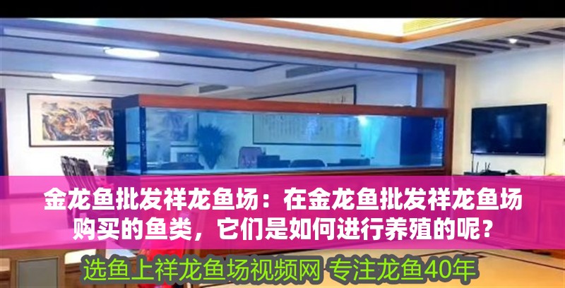 金龍魚批發祥龍魚場：在金龍魚批發祥龍魚場購買的魚類，它們是如何進行養殖的呢？