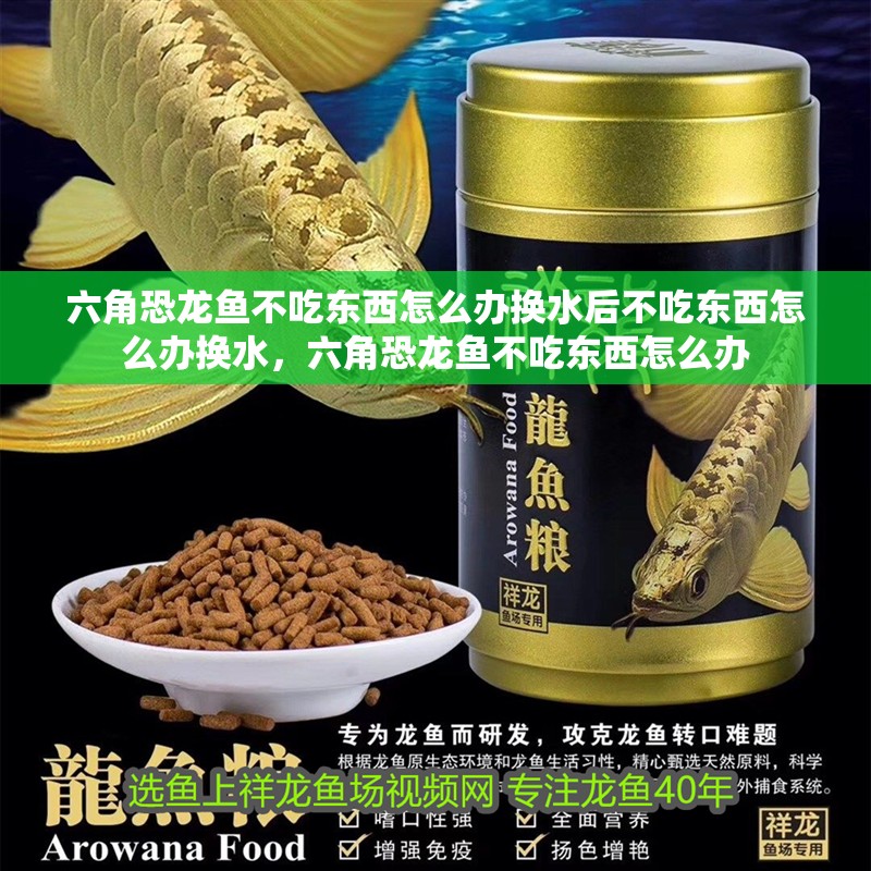 六角恐龍魚(yú)不吃東西怎么辦換水后不吃東西怎么辦換水，六角恐龍魚(yú)不吃東西怎么辦