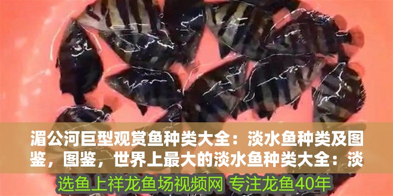 湄公河巨型觀賞魚種類大全：淡水魚種類及圖鑒，圖鑒，世界上最大的淡水魚種類大全：淡水魚種類大全