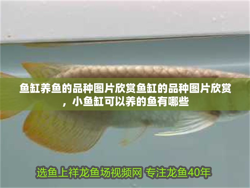 魚缸養魚的品種圖片欣賞魚缸的品種圖片欣賞，小魚缸可以養的魚有哪些