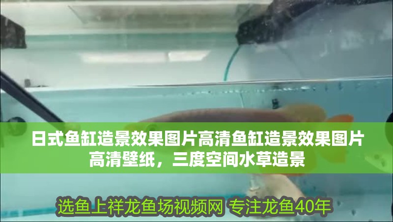 日式魚缸造景效果圖片高清魚缸造景效果圖片高清壁紙，三度空間水草造景