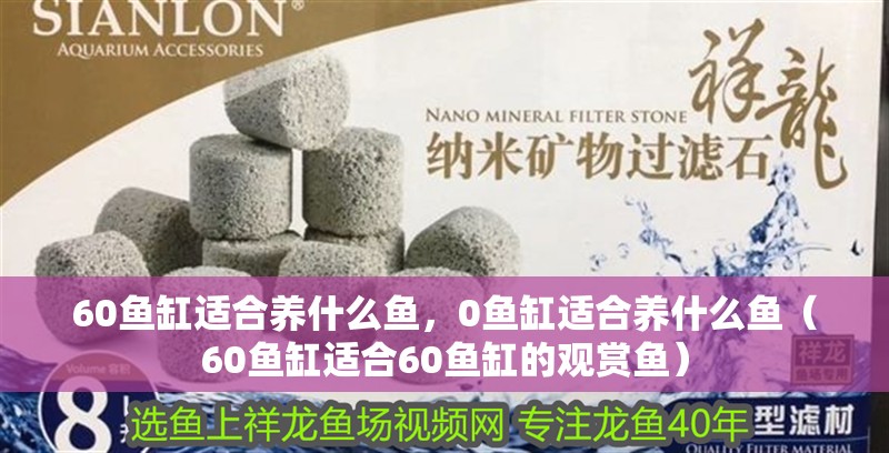 60魚缸適合養(yǎng)什么魚，0魚缸適合養(yǎng)什么魚（60魚缸適合60魚缸的觀賞魚） 60魚缸適合養(yǎng)什么魚，0魚缸適合養(yǎng)什么魚（60魚缸適合60魚缸的觀賞魚） 觀賞魚百科 第2張