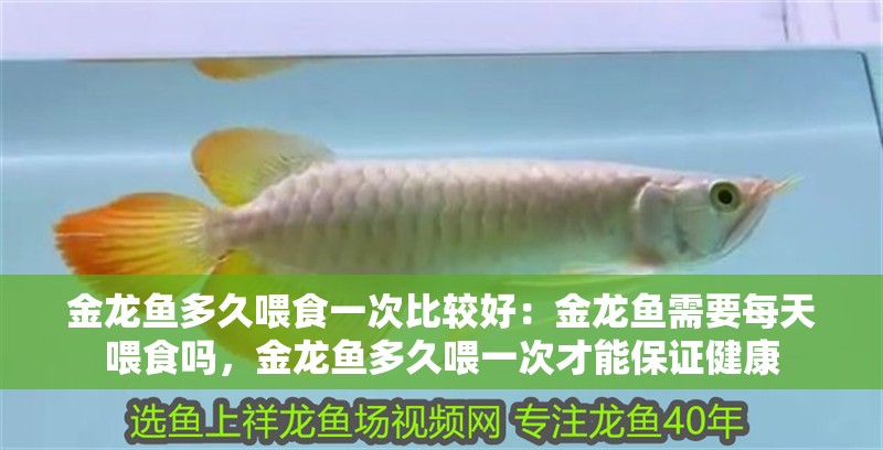 金龍魚多久喂食一次比較好：金龍魚需要每天喂食嗎，金龍魚多久喂一次才能保證健康