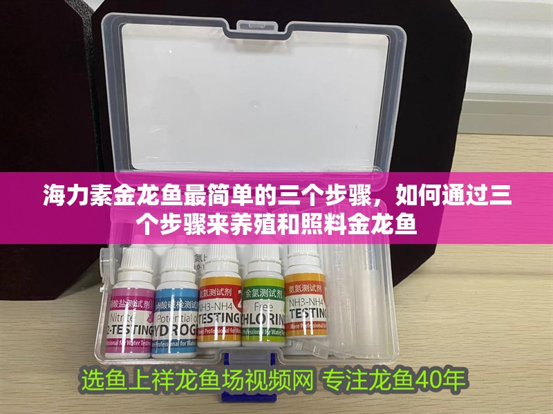 海力素金龍魚最簡(jiǎn)單的三個(gè)步驟，如何通過三個(gè)步驟來養(yǎng)殖和照料金龍魚