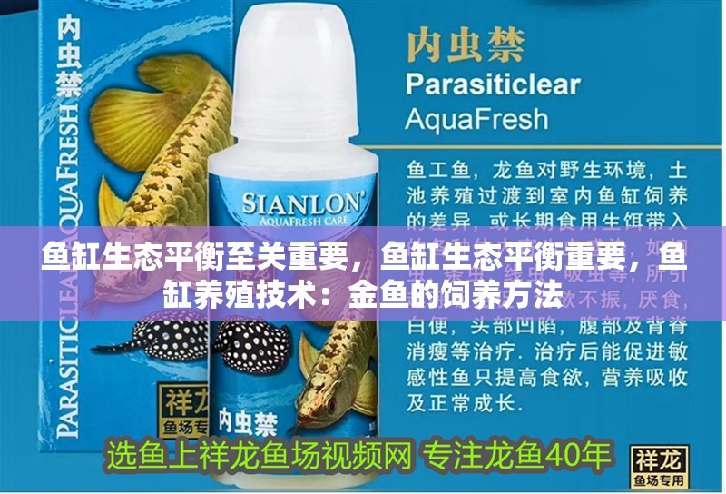 魚缸生態(tài)平衡至關(guān)重要，魚缸生態(tài)平衡重要，魚缸養(yǎng)殖技術(shù)：金魚的飼養(yǎng)方法