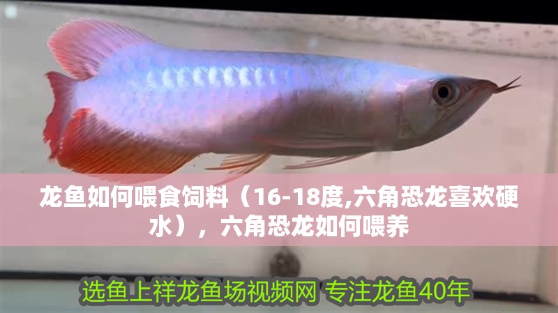 龍魚如何喂食飼料（16-18度,六角恐龍喜歡硬水），六角恐龍如何喂養(yǎng)