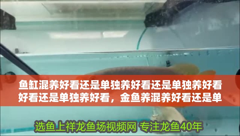 魚缸混養(yǎng)好看還是單獨養(yǎng)好看還是單獨養(yǎng)好看好看還是單獨養(yǎng)好看，金魚養(yǎng)混養(yǎng)好看還是單獨養(yǎng)好看