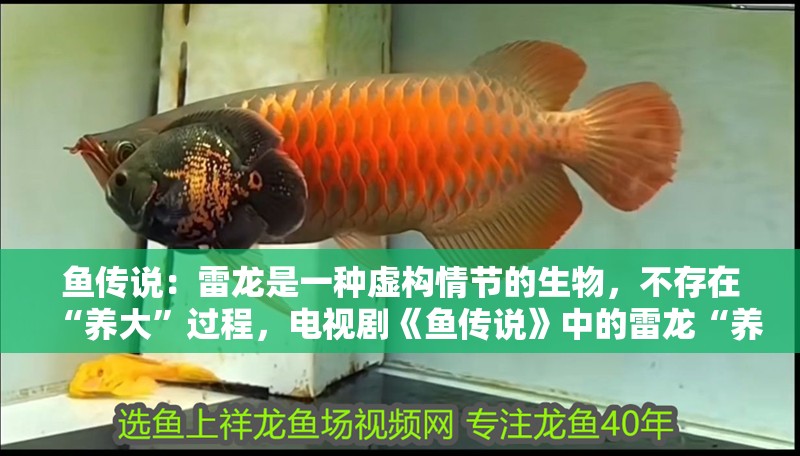 魚傳說：雷龍是一種虛構情節的生物，不存在“養大”過程，電視劇《魚傳說》中的雷龍“養大”是真的嗎？