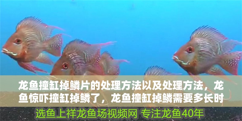 龍魚撞缸掉鱗片的處理方法以及處理方法，龍魚驚嚇撞缸掉鱗了，龍魚撞缸掉鱗需要多長時間能好進(jìn)行解決