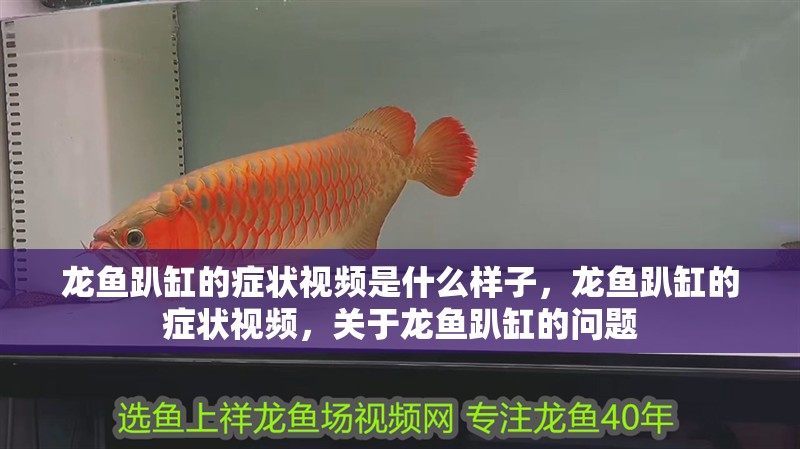 龍魚趴缸的癥狀視頻是什么樣子，龍魚趴缸的癥狀視頻，關于龍魚趴缸的問題