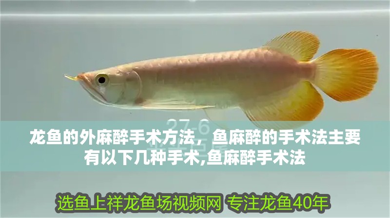 龍魚的外麻醉手術方法，魚麻醉的手術法主要有以下幾種手術,魚麻醉手術法