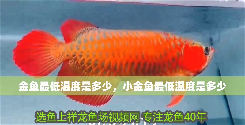金魚(yú)最低溫度是多少，小金魚(yú)最低溫度是多少
