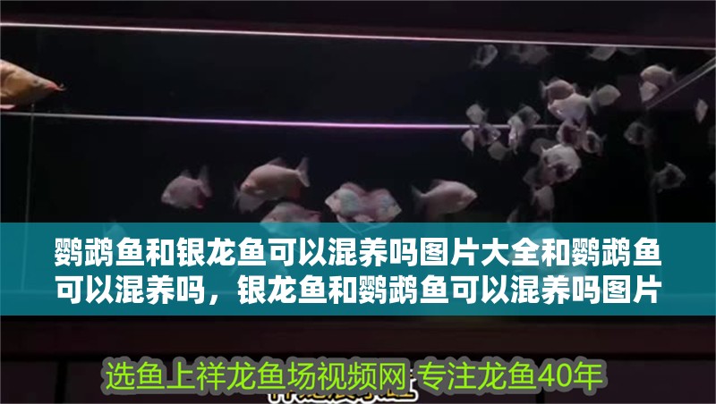 鸚鵡魚和銀龍魚可以混養嗎圖片大全和鸚鵡魚可以混養嗎，銀龍魚和鸚鵡魚可以混養嗎圖片大全