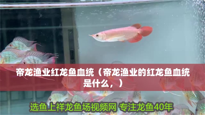 帝龍漁業(yè)紅龍魚血統(tǒng)（帝龍漁業(yè)的紅龍魚血統(tǒng)是什么，）