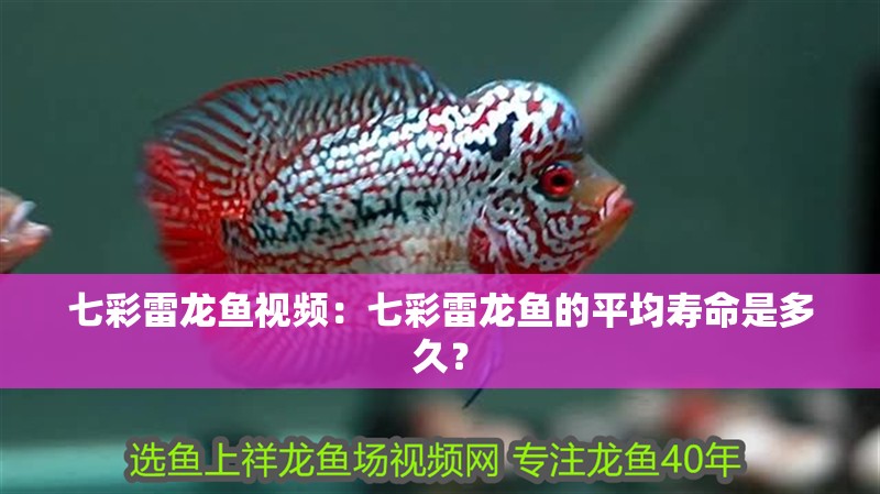 七彩雷龍魚視頻：七彩雷龍魚的平均壽命是多久？