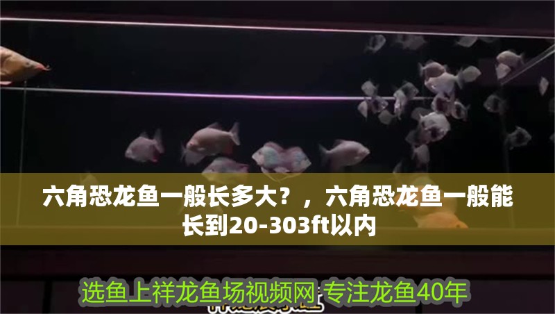 六角恐龍魚一般長多大？，六角恐龍魚一般能長到20-303ft以內