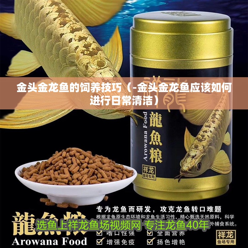 金頭金龍魚的飼養(yǎng)技巧（-金頭金龍魚應(yīng)該如何進(jìn)行日常清潔）