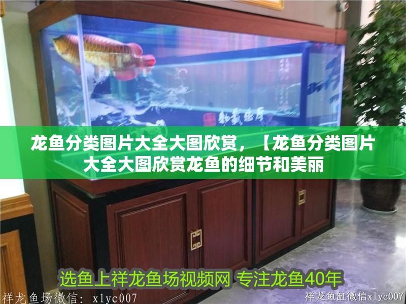 龍魚分類圖片大全大圖欣賞，【龍魚分類圖片大全大圖欣賞龍魚的細(xì)節(jié)和美麗