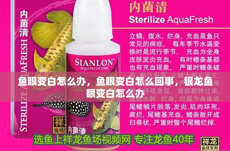 魚眼變白怎么辦，魚眼變白怎么回事，銀龍魚眼變白怎么辦