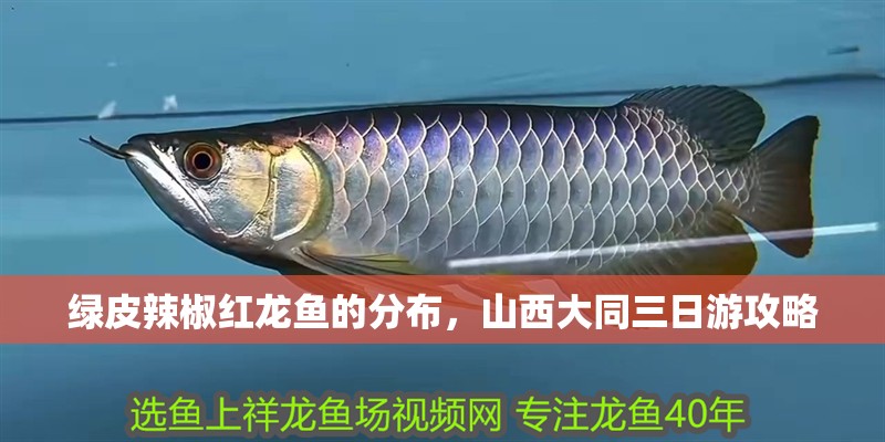 綠皮辣椒紅龍魚的分布，山西大同三日游攻略
