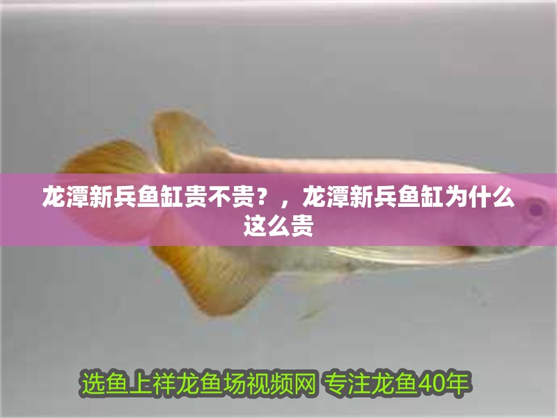 龍潭新兵魚缸貴不貴？，龍潭新兵魚缸為什么這么貴