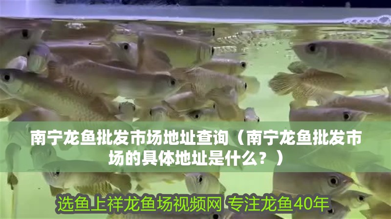 南寧龍魚批發市場地址查詢（南寧龍魚批發市場的具體地址是什么？）