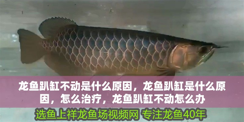 龍魚趴缸不動是什么原因，龍魚趴缸是什么原因，怎么治療，龍魚趴缸不動怎么辦