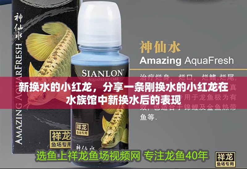 新換水的小紅龍，分享一條剛換水的小紅龍在水族館中新換水后的表現