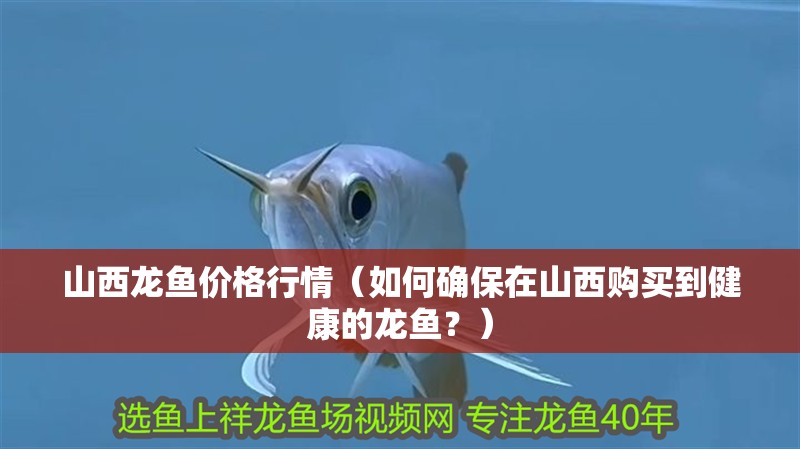 山西龍魚價格行情（如何確保在山西購買到健康的龍魚？）