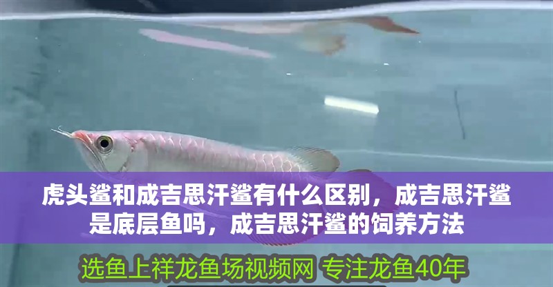 虎頭鯊和成吉思汗鯊有什么區別，成吉思汗鯊是底層魚嗎，成吉思汗鯊的飼養方法