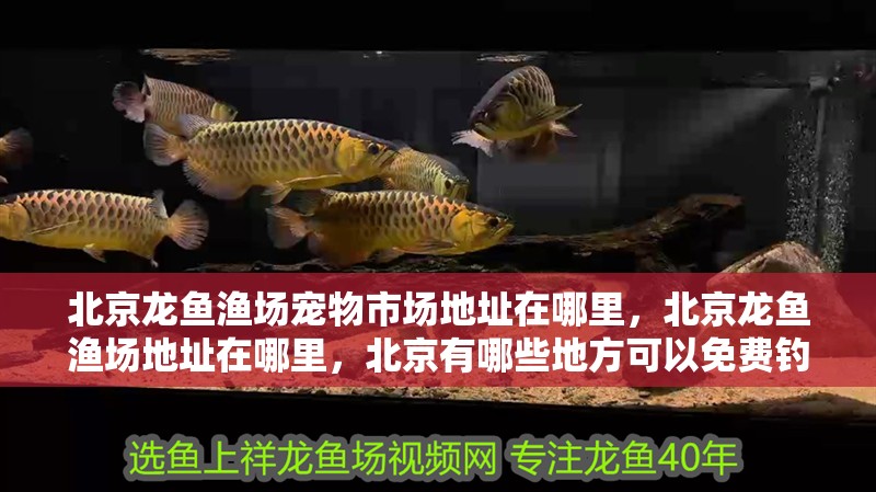 北京龍魚漁場寵物市場地址在哪里，北京龍魚漁場地址在哪里，北京有哪些地方可以免費釣魚？