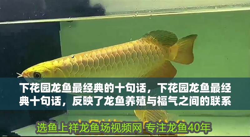 下花園龍魚最經典的十句話，下花園龍魚最經典十句話，反映了龍魚養殖與福氣之間的聯系