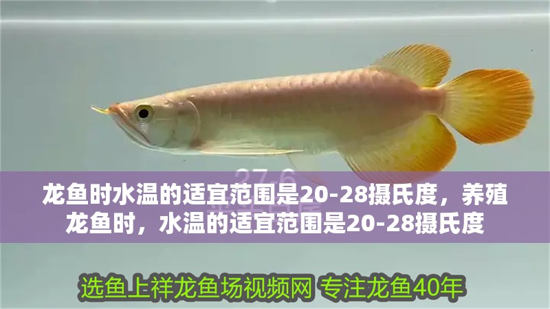 龍魚(yú)時(shí)水溫的適宜范圍是20-28攝氏度，養(yǎng)殖龍魚(yú)時(shí)，水溫的適宜范圍是20-28攝氏度