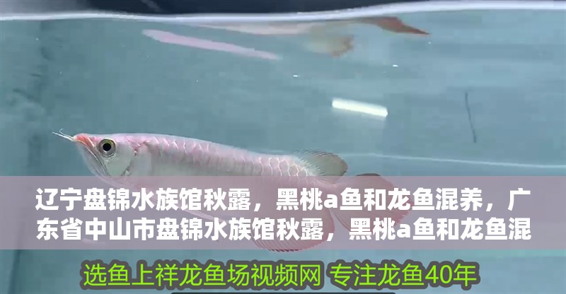 遼寧盤錦水族館秋露，黑桃a魚和龍魚混養，廣東省中山市盤錦水族館秋露，黑桃a魚和龍魚混養視頻