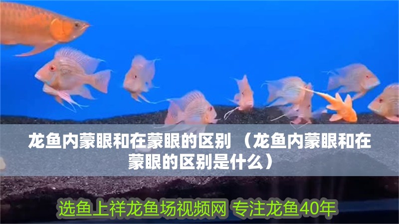 龍魚內蒙眼和在蒙眼的區別 （龍魚內蒙眼和在蒙眼的區別是什么）