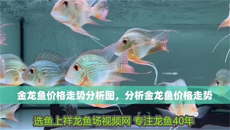 金龍魚價(jià)格走勢分析圖，分析金龍魚價(jià)格走勢