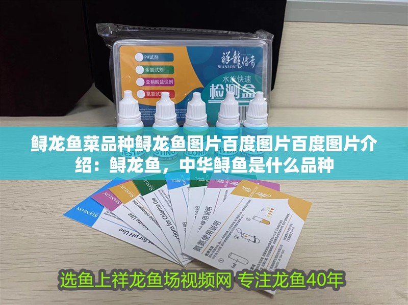 鱘龍魚菜品種鱘龍魚圖片百度圖片百度圖片介紹:鱘龍魚,中華鱘魚是什么品種