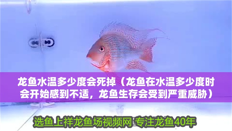 龍魚水溫多少度會死掉（龍魚在水溫多少度時會開始感到不適，龍魚生存會受到嚴重威脅）